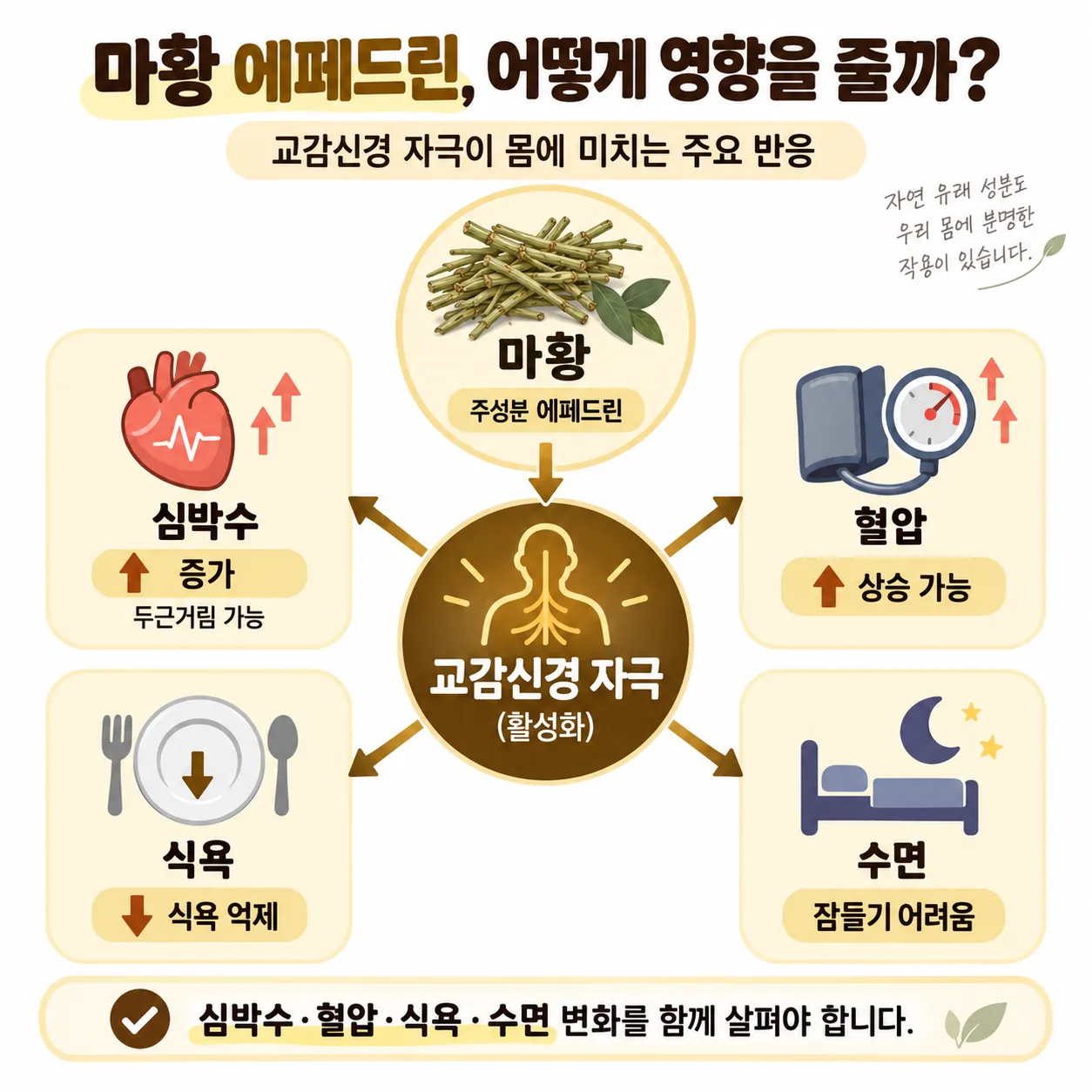 마황 에페드린의 교감신경 자극이 심박수 혈압 식욕 수면으로 이어지는 관계도