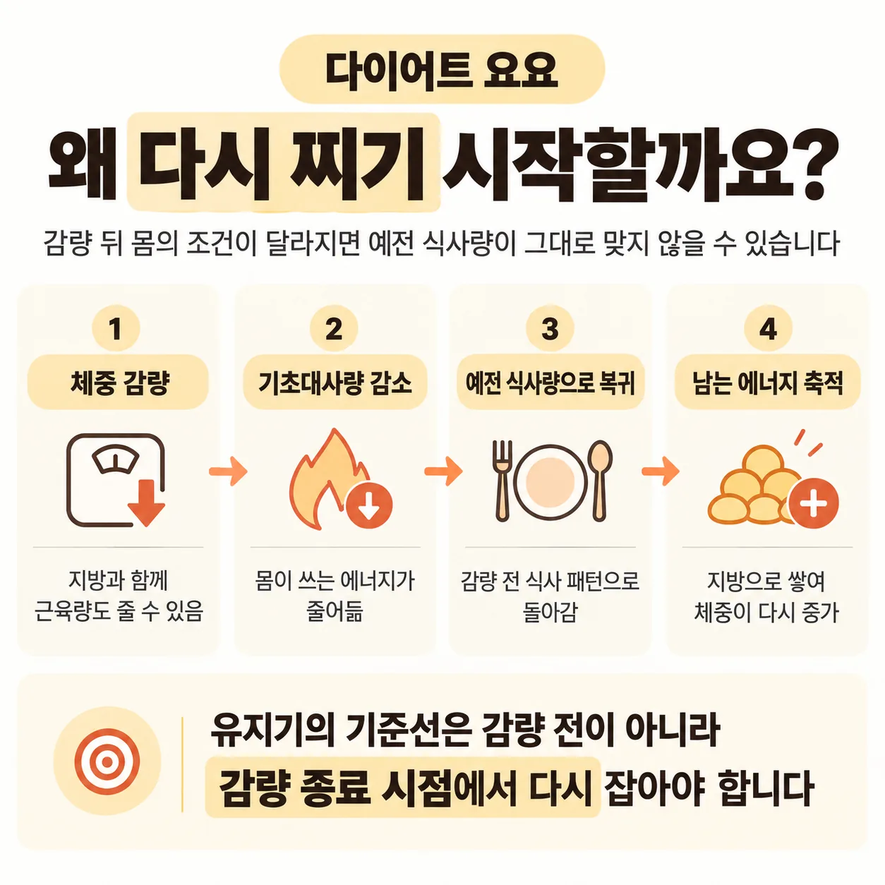 감량 후 기초대사량이 낮아지고 체중이 다시 느는 과정을 단계별로 정리한 도식