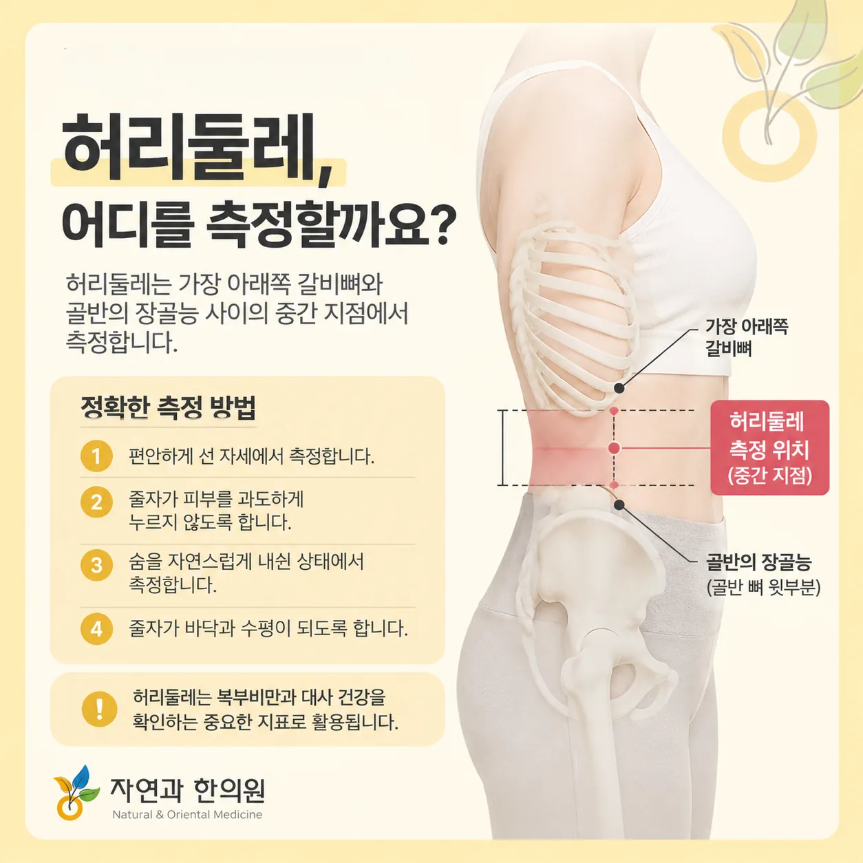 허리둘레 측정 위치를 갈비뼈 아래와 장골능의 중간으로 표시한 측면 개념도